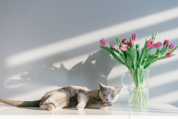 Adorable gray kitten lying on table with bouquet of tulips in glass vase.