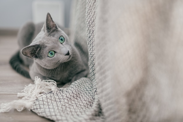 Adorable gray kitten with blue eyes portrait