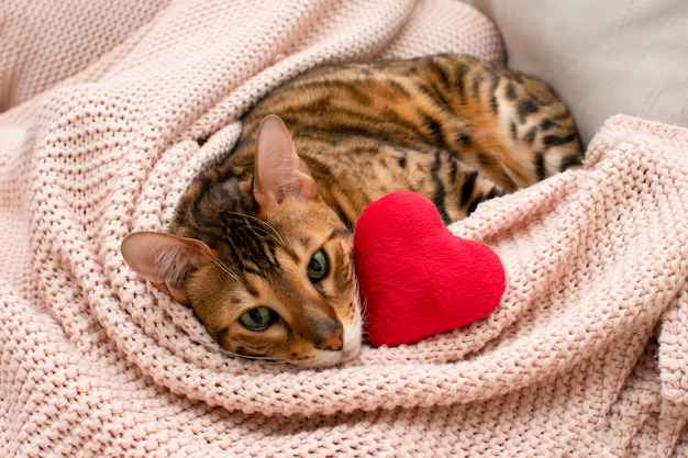 사진 부드러운 장난감 붉은 마음으로 분홍색 담요에 누워 사랑스러운 green-eyed 벵골 고양이. 발렌타인 데이 휴식, 사랑, 애완 동물 개념. 확대. 발렌타인 데이 인사말 카드.