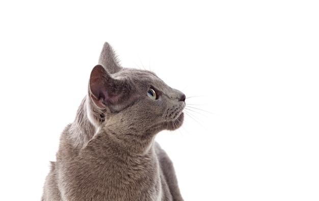 Adorable Grey cat with green eyes 