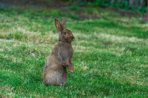 Adorable grey rabbit on green grass standing up tall