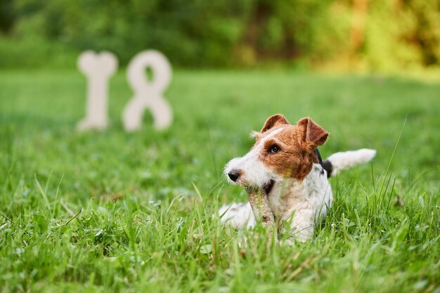 公園の新年の挨拶で愛らしい幸せなフォックステリア犬