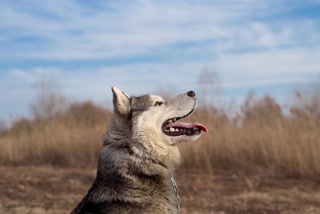 Foto adorabile cane husky che osserva in su