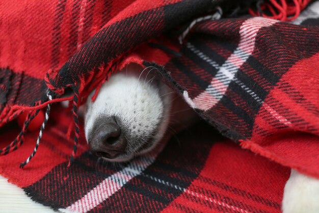 Photo adorable husky dog wrapped up in warm plaid lying on floor