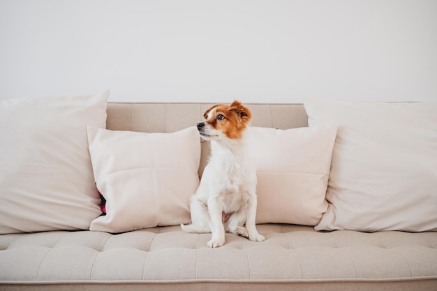 昼間自宅のソファに座っている可愛いジャック・ラッセル犬
