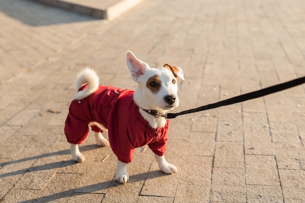 Adorable jack russell terrier outdoors autumn portrait of a little dog