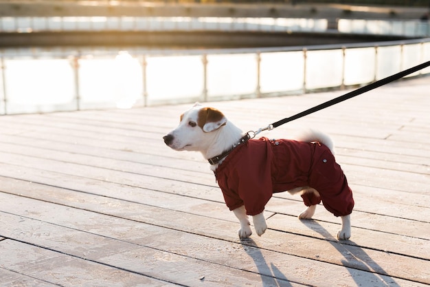 Adorable Jack Russell Terrier outdoors Portrait of a little dog