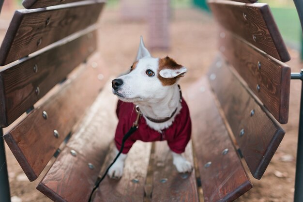 Adorable Jack Russell Terrier outdoors Portrait of a little dog