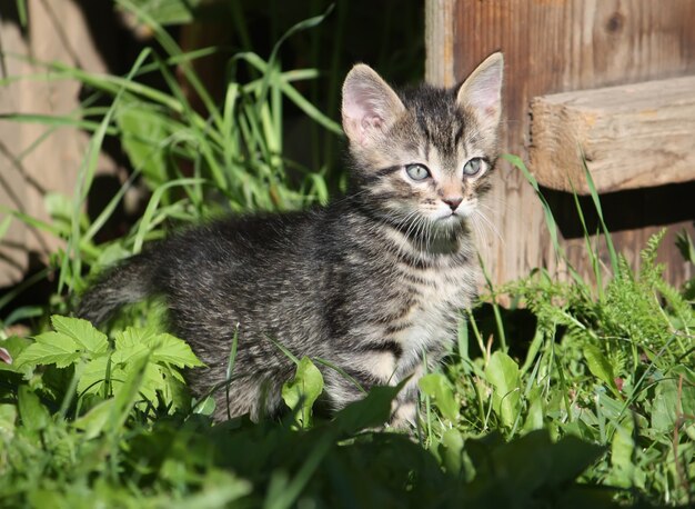 屋外で愛らしい子猫