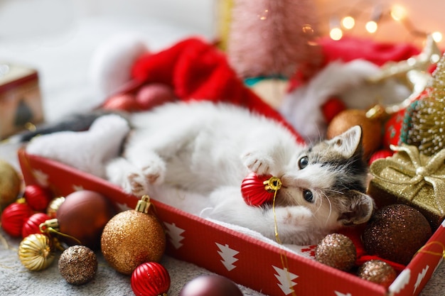 お祝いの装飾ツリーでクリスマス安物の宝石で遊んでいる愛らしい子猫と暖かい光の装飾品