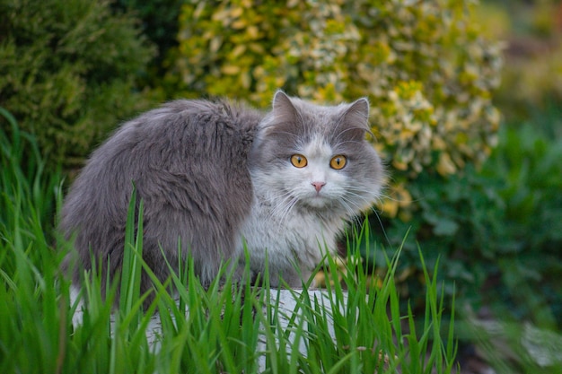 Adorable kitten relaxing in the grass Outdoor cat lies on a green lawn