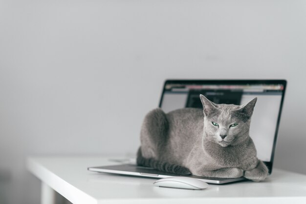Adorable kitten relaxing at laptop