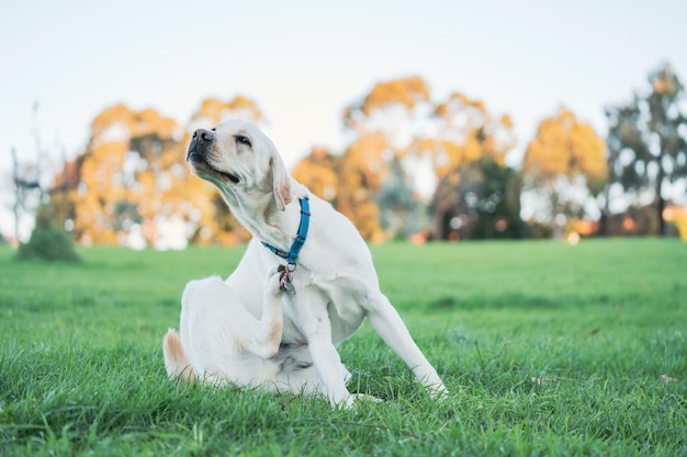 Photo adorable labrador dog scratching itself on a field