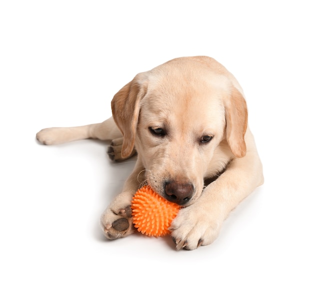 Adorable labrador dog with ball on white