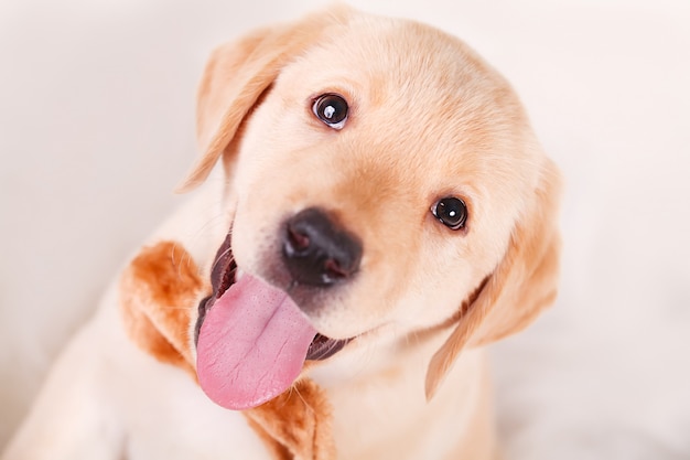 Adorable Labrador Puppy Looking at Camera 