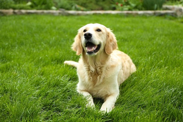 Adorable Labrador sitting on green grass outdoors