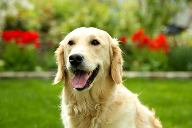 Adorable Labrador sitting on green grass outdoors