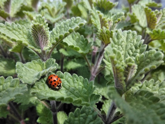 Adorable Ladybug on green mint leave