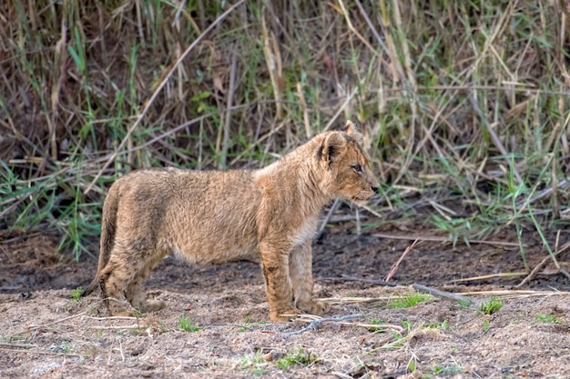Adorable lion cub standing in the sand