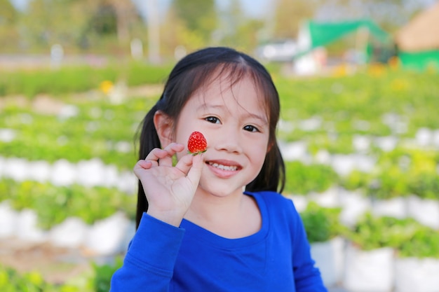 Adorable little Asian child girl eating strawberry in field.