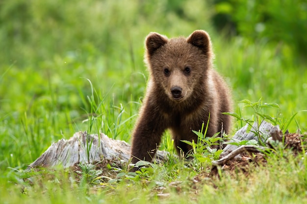 초원에서 사랑스러운 작은 갈색 곰 새끼