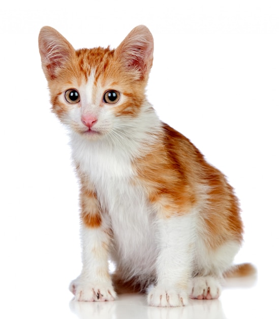 Adorable little cat isolated on white background.