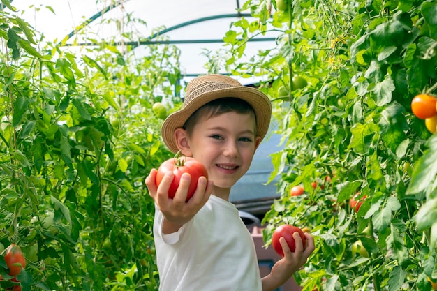 Adorable little child boy in straw hat hold tomatoes in greenhouse. Kid gardening and harvesting. Consept of healthy organic vegetables for kids. Children's vegetarianism