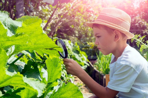 Adorable little child boy in straw hat look at green plant leaves with magnifying glass. Kid observing, exploring nature and environment. Early development and skills. Young Naturalist.