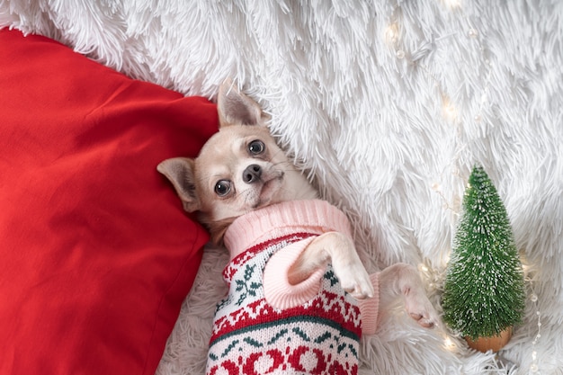 Adorable little Christmas dog  in sweater lies on a blanket.