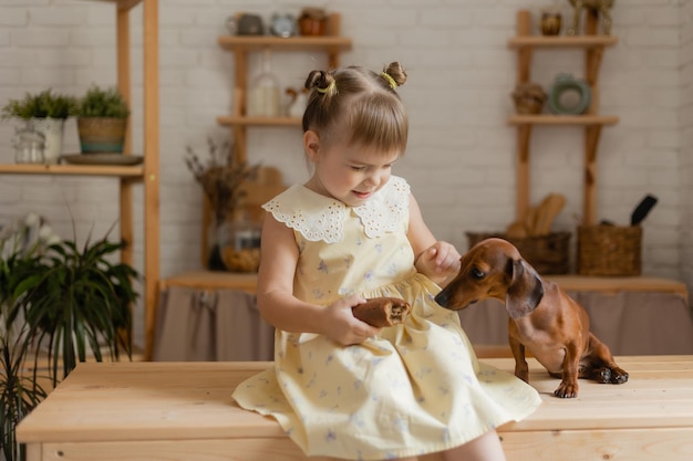 Adorable little girl in a beautiful dress plays with a dachshund dog in the kitchen and feeds her