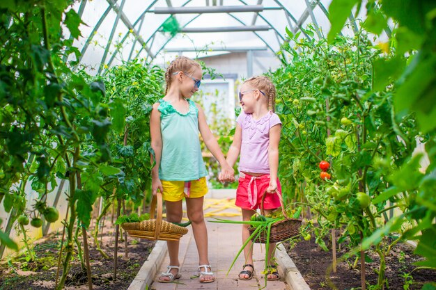 Adorable little girls collecting crop cucumbers and tomatoes in greenhouse