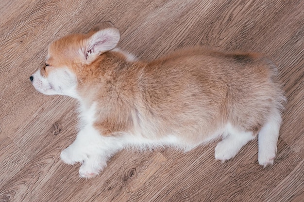 Adorable little puppy welsh corgi pembroke laying on the floor and looking at the frame the large portrait 2 months