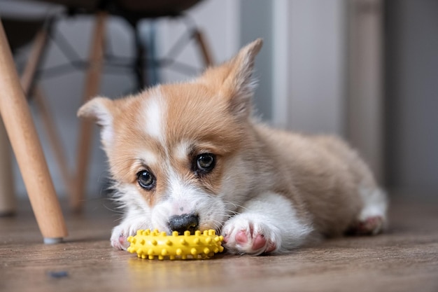 Adorable little puppy welsh corgi pembroke laying on the floor and looking at the frame the large portrait 2 months