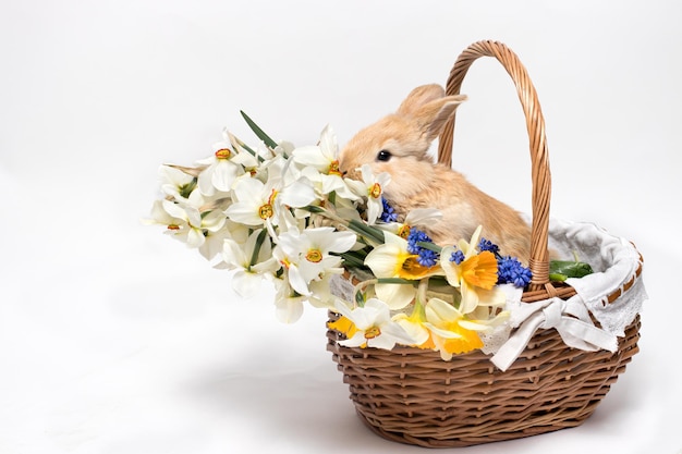 Adorable little rabbit sitting in a basket with daffodil flowers