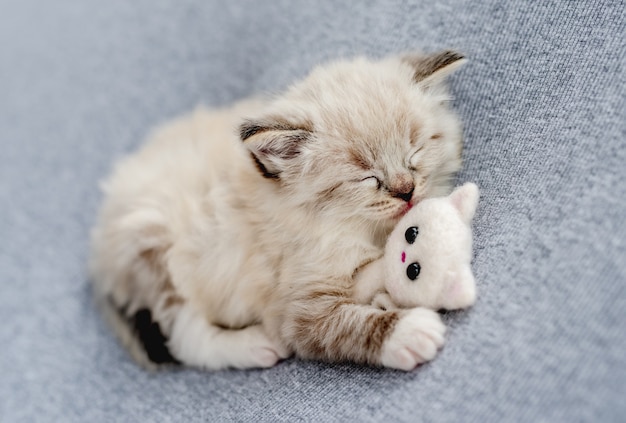 Adorable little ragdoll kitten sleeping hugging knitted toy on light blue fabric during newborn style photoshoot in studio. Cute napping kitty cat portrait