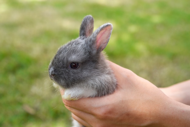 Foto adorabile coniglietto sbilenco nelle mani. simpatico coniglio domestico coccolato dal suo proprietario. concetto di amore per gli animali.