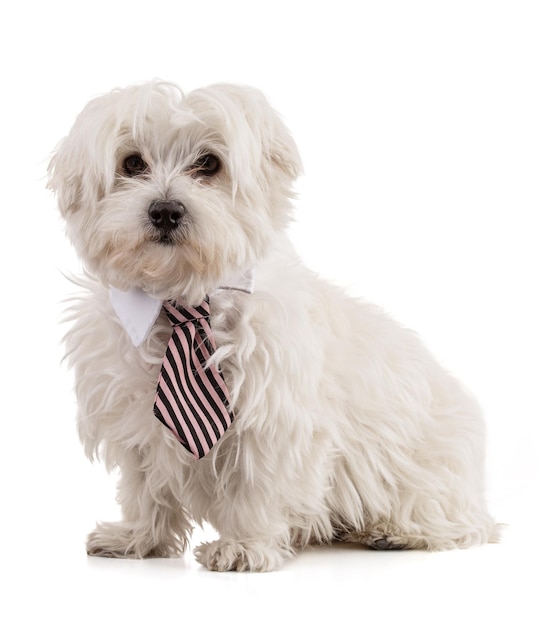 Adorable Maltese bichon sitting with a black striped pink tie