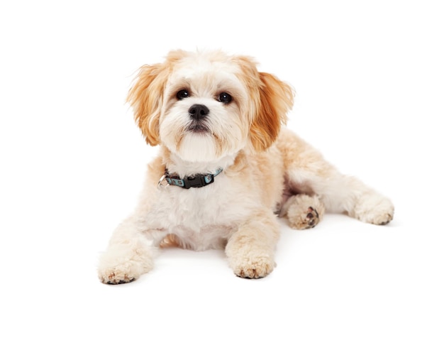 Adorable Maltese Mix Breed Dog Laying