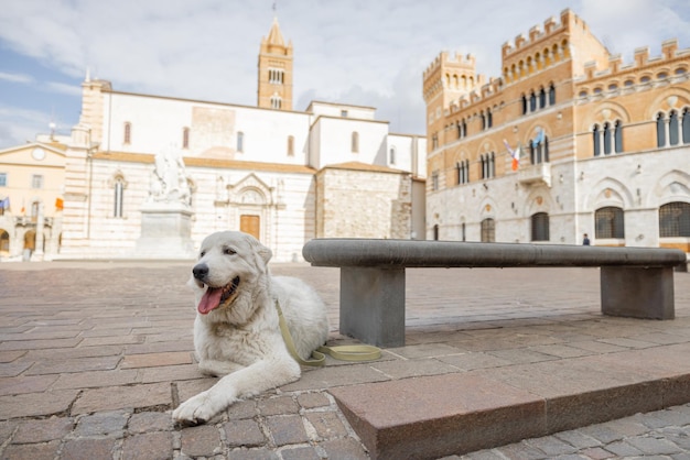 写真 イタリアのマレンマ地方のグロッセートの町の中央広場にある愛らしいマレンマ・シープドッグ