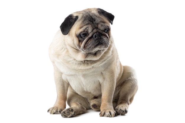 Adorable mature Pug dog sitting on white isolated