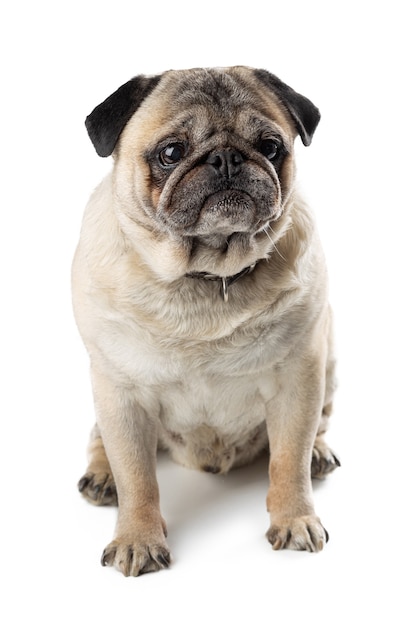 Adorable mature Pug dog sitting on white isolated