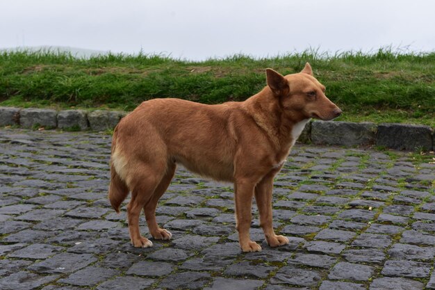 愛らしい中型の赤い混合品種の救助犬。