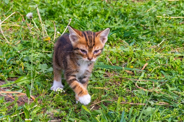 屋外で愛らしいニャーとぶち子猫