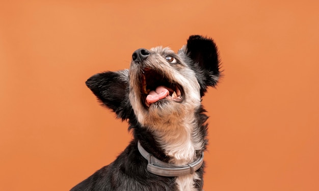 Photo adorable mixed breed puppy with mouth wide open