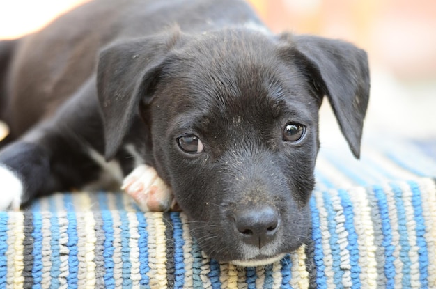 adorable mixed breed puppy