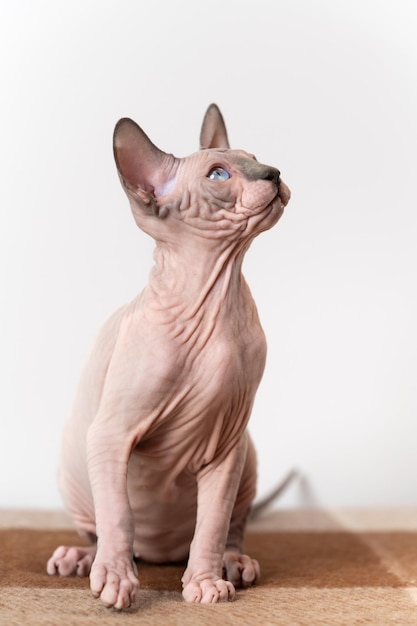 Adorable months of age canadian sphynx cat of blue mink and white color with blue eyes sitting at w