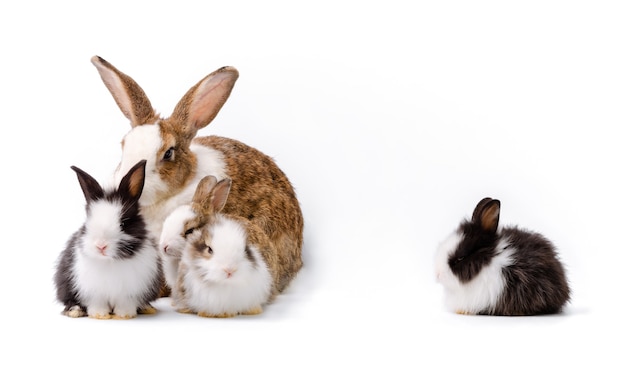 Adorable mother with four baby rabbits isolated on white background