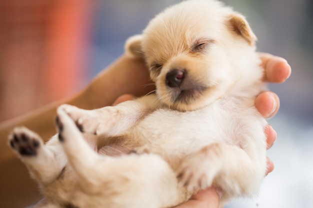 手に愛らしい新生子犬のクローズアップ