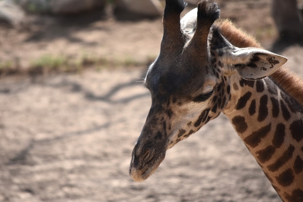 Adorable nubian giraffe looking down at the ground