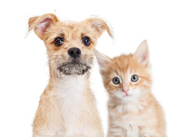 Adorable orange kitten and puppy closeup